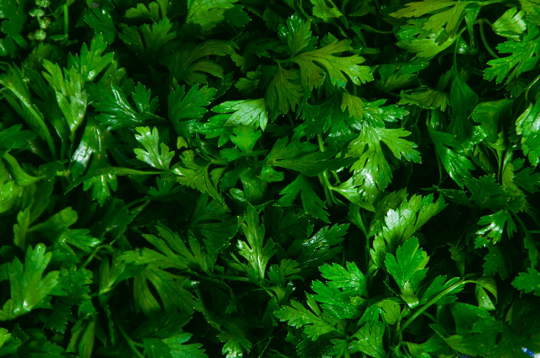 persil frais congélation