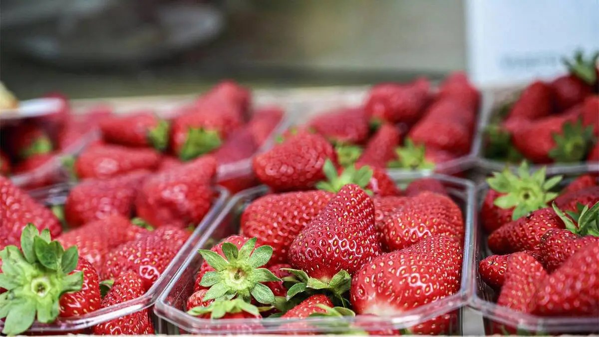 Fraises gariguettes allongées et rouge orangé posées près d'un fraisier en godet